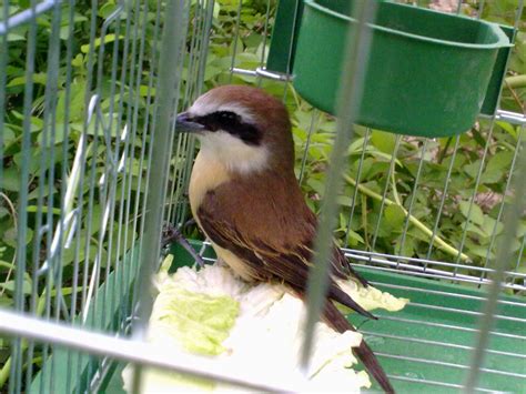 像麻雀的鳥|鳥類名稱：斑文鳥